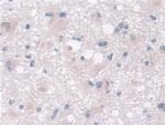 MOSC1 Antibody in Immunohistochemistry (Paraffin) (IHC (P))