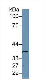 MOSC1 Antibody in Western Blot (WB)