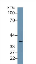 MOSC1 Antibody in Western Blot (WB)