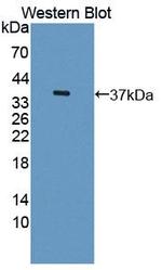 MOSC1 Antibody in Western Blot (WB)