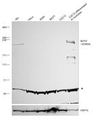 MYH7 Antibody in Western Blot (WB)