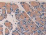 Myostatin Antibody in Immunohistochemistry (Paraffin) (IHC (P))