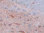 Myostatin Antibody in Immunohistochemistry (Paraffin) (IHC (P))