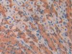 Myostatin Antibody in Immunohistochemistry (Paraffin) (IHC (P))