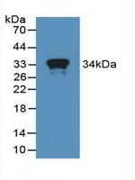 MX1 Antibody in Western Blot (WB)