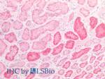 NAGLU Antibody in Immunohistochemistry (Paraffin) (IHC (P))