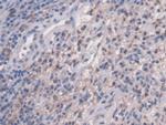 NAGLU Antibody in Immunohistochemistry (Paraffin) (IHC (P))