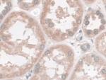 Nesprin 2 Antibody in Immunohistochemistry (Paraffin) (IHC (P))