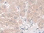 Nesprin 2 Antibody in Immunohistochemistry (Paraffin) (IHC (P))