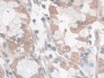 Nesprin 2 Antibody in Immunohistochemistry (Paraffin) (IHC (P))