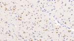 NOVA1 Antibody in Immunohistochemistry (Paraffin) (IHC (P))