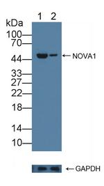 NOVA1 Antibody in Western Blot (WB)