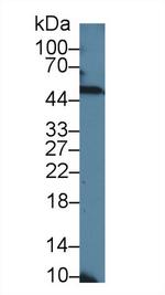 NOVA1 Antibody in Western Blot (WB)