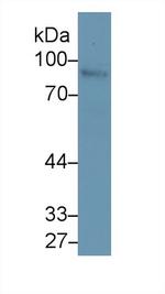 Nexilin Antibody in Western Blot (WB)