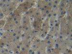 NNMT Antibody in Immunohistochemistry (Paraffin) (IHC (P))