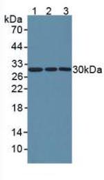 NNMT Antibody in Western Blot (WB)