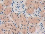 OIT3 Antibody in Immunohistochemistry (Paraffin) (IHC (P))