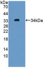 OIT3 Antibody in Western Blot (WB)