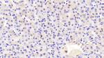 PON2 Antibody in Immunohistochemistry (Paraffin) (IHC (P))