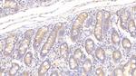 PON2 Antibody in Immunohistochemistry (Paraffin) (IHC (P))