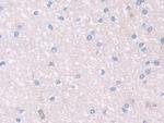 PON2 Antibody in Immunohistochemistry (Paraffin) (IHC (P))