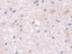 PON2 Antibody in Immunohistochemistry (Paraffin) (IHC (P))