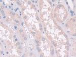 PON2 Antibody in Immunohistochemistry (Paraffin) (IHC (P))