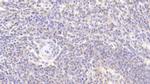 DJ-1 Antibody in Immunohistochemistry (Paraffin) (IHC (P))