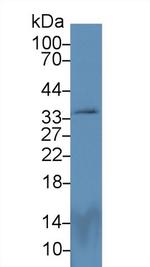 PEX2 Antibody in Western Blot (WB)