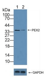 PEX2 Antibody in Western Blot (WB)