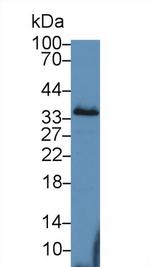 PEX2 Antibody in Western Blot (WB)