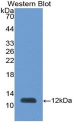 PEX2 Antibody in Western Blot (WB)