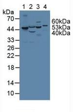 PAH Antibody in Western Blot (WB)