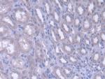 FARS2 Antibody in Immunohistochemistry (Paraffin) (IHC (P))