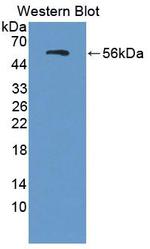 FARS2 Antibody in Western Blot (WB)