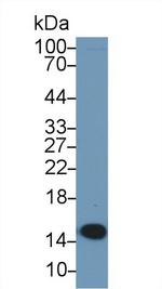 PHPT1 Antibody in Western Blot (WB)