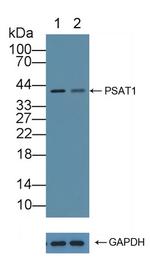 PSAT1 Antibody in Western Blot (WB)