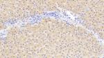 PAFAH1B3 Antibody in Immunohistochemistry (Paraffin) (IHC (P))