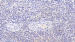 PAFAH1B3 Antibody in Immunohistochemistry (Paraffin) (IHC (P))