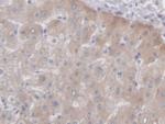 PCYOX1 Antibody in Immunohistochemistry (Paraffin) (IHC (P))