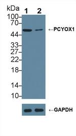 PCYOX1 Antibody in Western Blot (WB)