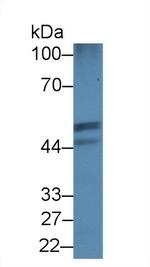 PCYOX1 Antibody in Western Blot (WB)