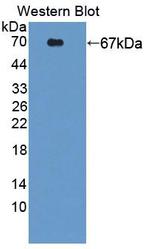 PCYOX1 Antibody in Western Blot (WB)