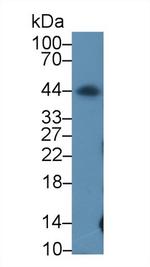 PD-L1 Antibody in Western Blot (WB)