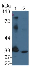 PD-L1 Antibody in Western Blot (WB)