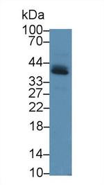 PD-L1 Antibody in Western Blot (WB)