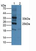 PD-L1 Antibody in Western Blot (WB)