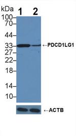 PD-L1 Antibody in Western Blot (WB)