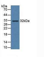 PD-L1 Antibody in Western Blot (WB)