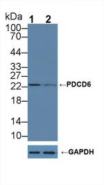 PDCD6 Antibody in Western Blot (WB)